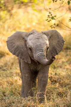 photo of a baby elephant